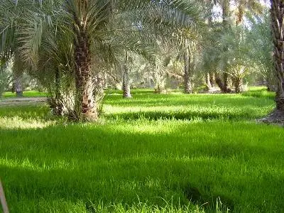 grass-palms.JPG